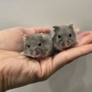 골든햄스터분양 탬펫 강남점 이미지