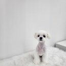 아임댕댕 | 청주 수곡동 애견미용실 아임댕댕 말티즈 소금이 배냇미용