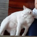 드럼통고양이 이미지