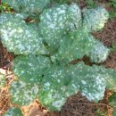 상아배이길 이미지