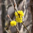 북한산(836m) 밤골-숨은벽-청담쌍폭의 야생화 이미지