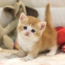 대구고양이분양 도레미캣 이미지