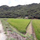 소태면사무소 이미지