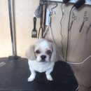 황금애견샵