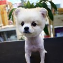 해시도그 이미지