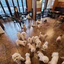 아껴줄개 이미지