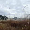 두 Y자(주말) 네이버블로그
