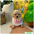 대전고양이분양 퍼피댕 캣 안심분양소 둔산점 | [금산강아지분양] 퍼피댕 방문 전 꼭 확인해야 할 3가지