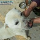 백구 무차별 폭행한 '철근악마' 검거 이미지