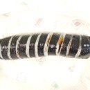 복바다김밥 이미지