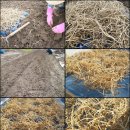 [무료배송] 생뿌리 어성초 발모팩 (탈모 개선, 머리숱 증가, 두피 가려움 염증 제거, 발모 촉진) 이미지