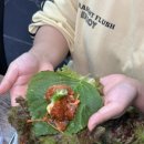 석산오리 이미지