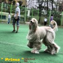 퍼피프린스 네이버블로그