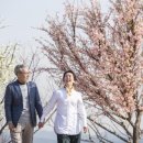 매화나무두그루