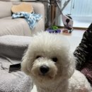 예쁘댕냥 이미지