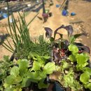 늘푸른농장 1 이미지