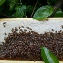 천리향한의원 | [스크랩] 제 경험상 치질에 확실한 효과가 있습니다.