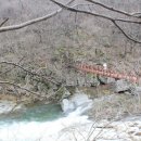 라제통문벚꽃길 이미지