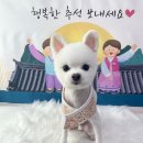 비비펫살롱 | 수완지구애견미용 잘 해주시는 곳! 비비펫살롱 방문했습니다