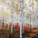 자작나무 이미지