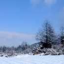 금강송 생태경영림 이미지