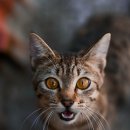 멍때리는 고양이 이미지