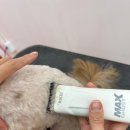 부천애견미용 멍미살롱 이미지