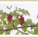 도음산 산림문화수련장 이미지