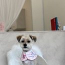 다드몽 네이버블로그