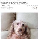 뽀삐뽀삐 이미지