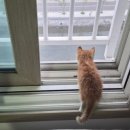 우주선 - 서초구 사평대로18길 38 | 냥줍 아기 고양이 첫 동물병원! 우아지오 투명 우주선 백팩 후기👽 ⭐