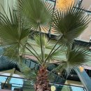 캘리포니아 | 청주 캘리포니아 내수 신상 대형카페 솔직후기