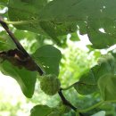 은행나무농장 이미지