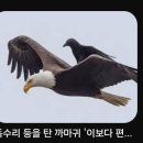 독수리 등에 탄 까마귀~~ 이미지