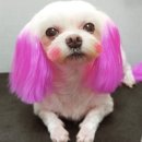 동네미용실 Daum카페