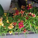 코스모스여화 이미지