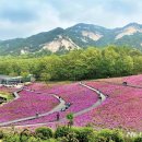 &#39;불암산 철쭉동산&#39; 나들이 어때요… 이미지