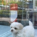 펫365 강아지분양 고양이분양 전주본점 이미지