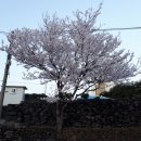 돌담하우스(민박) 이미지