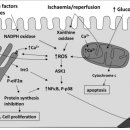 Re:Re:Re: Oxidative stress 이미지