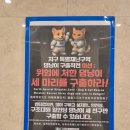 댕냥이살롱 | 댕냥별 제주 아이와 실내 가볼만한곳 감성 미션 테마파크