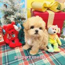 부산강아지분양 퍼피몰리 이미지