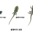 올챙이네