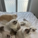 젤로돌스 이미지