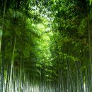 한국대나무박물관 이미지