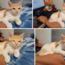 낭만고양이(강서점) 이미지