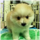 아담스펫 강아지분양 고양이분양 인천본점 | 아담스펫에서 강아지를 분양받고, 새로운 가족을 맞이한 이야기