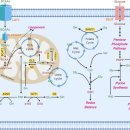 Amino acids in cancer 이미지