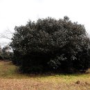 동백꽃마을 이미지