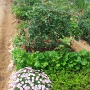 옥길농장 이미지